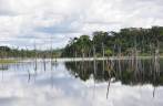 Alagamento da floresta causado pela represa de Balbina, no Amazonas